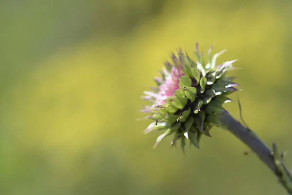 アルゼンチン パタゴニアの野生の花 — ストック写真