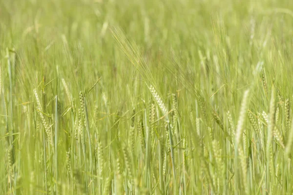 Пшеничные Шипы Хлопья Посаженные Пампа Аргентина — стоковое фото