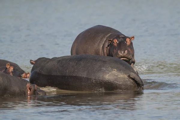Hippopotamus, Kruger Ulusal Parkı, Afrika