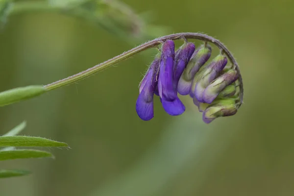 Dziki Kwiat Regionie Patagonia Argentyna — Zdjęcie stockowe