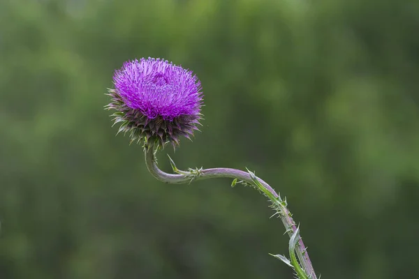 Flor Silvestre Patagonia Argentina — Foto de Stock