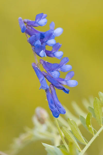 Wild Flower Patagonië Argentinië — Stockfoto