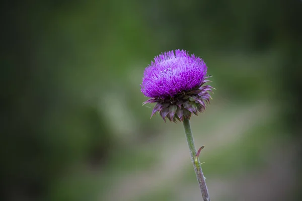 Wild Flower Patagonia Argentina — Stock Photo, Image