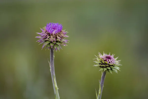 Flor Silvestre Patagonia Argentina — Foto de Stock