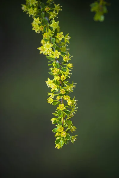 Wild Flower Patagonia Argentina — Stock Photo, Image