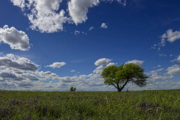 Primavera Temporada Paisagem Pampa — Fotografia de Stock