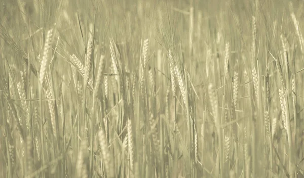 Vete Spikar Spannmål Planterade Pampa Argentina — Stockfoto