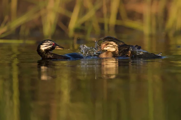 Stříbřitá Grebes Patagonie Argentina — Stock fotografie