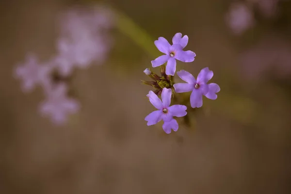 Wildblume Patagonien Argentinien — Stockfoto