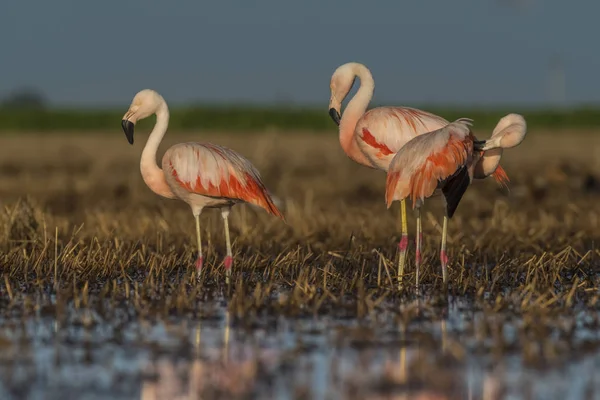 Flamingo Fåglar Patagonien Argentina — Stockfoto