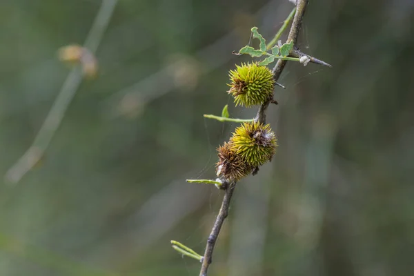 Flor Selvagem Misiones Argentina — Fotografia de Stock