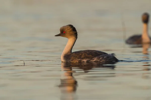 Grèbe Argenté Patagonie Argentine — Photo