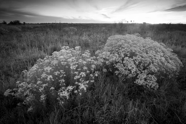 Spring season landscape, La Pampa