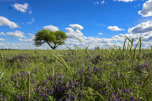 Spring season landscape, La Pampa