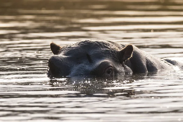 Hipopótamo Africano Sudáfrica — Foto de Stock