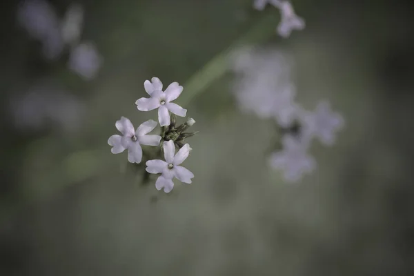 Wild Flower Patagonia Argentina — Stock Photo, Image