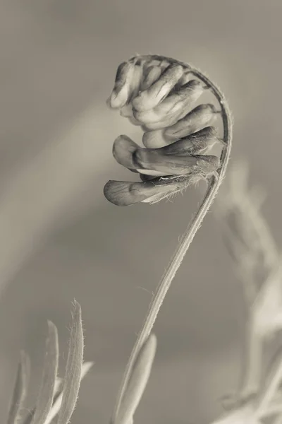 Vilda Blommor Patagonien Argentina — Stockfoto