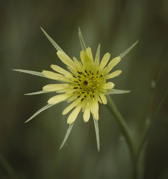 Wild Flower Patagonia Argentina — Stock Photo, Image