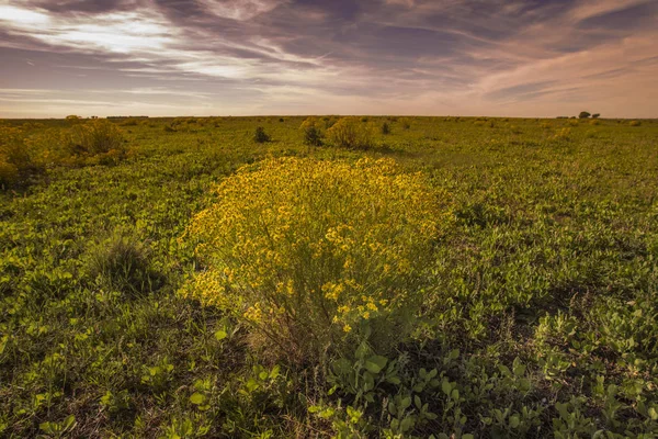 Paisaje Temporada Primavera Pampa —  Fotos de Stock