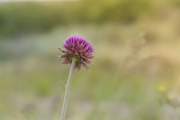 Flor Silvestre Patagonia Argentina — Foto de Stock