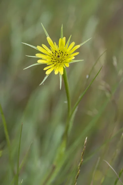 Wild Flower Patagonia Argentína — Stock Fotó