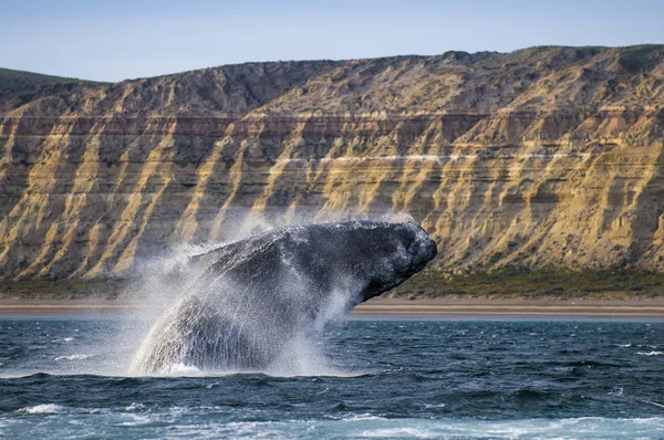 Whale jump from water, Patagonia