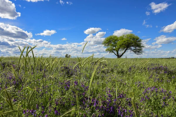 Spring season landscape, La Pampa