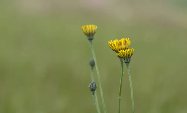 Wild Flower Patagonia Argentína — Stock Fotó