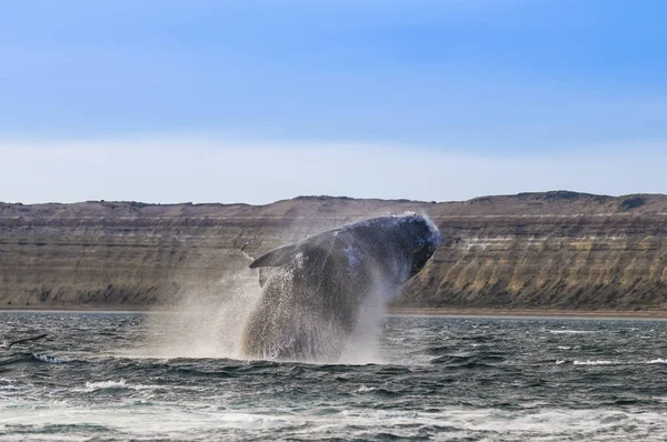 Salto Ballenas Desde Agua Patagonia — Foto de Stock