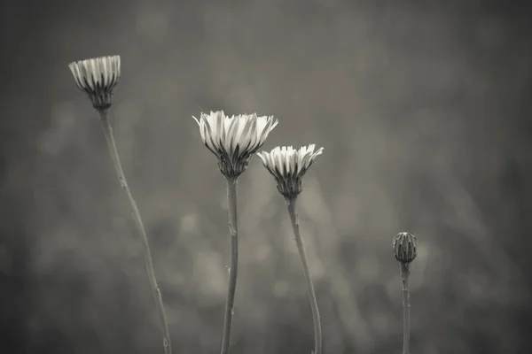 Дикий Цветок Патагонии — стоковое фото