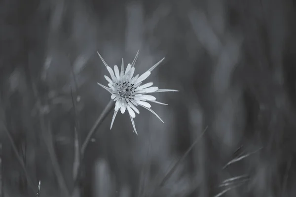 Дикий Цветок Патагонии — стоковое фото