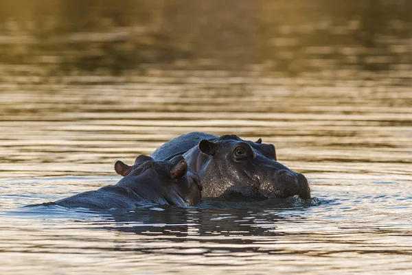 Flodhäst Kruger Nationalpark Afrika — Stockfoto