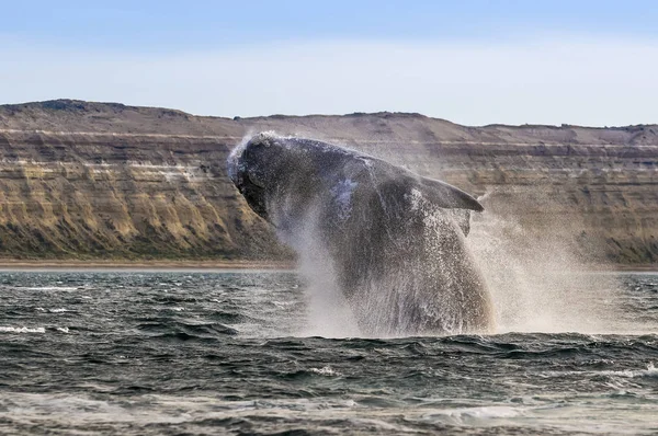 Salto Ballenas Desde Agua Patagonia — Foto de Stock