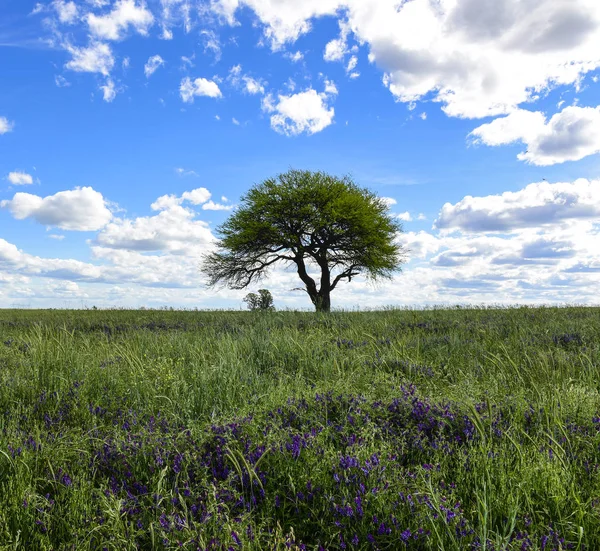 Spring season landscape, La Pampa