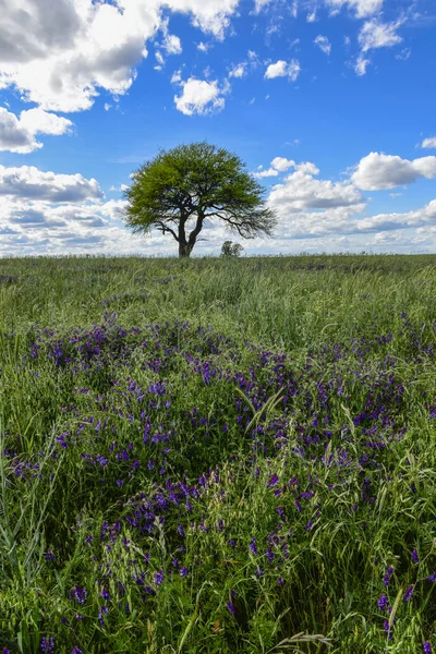 Paisagem Árvores Calden Pampa Argentina — Fotografia de Stock