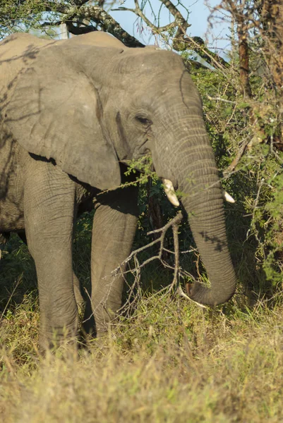 Afrikanische Elefanten Essen Südafrika — Stockfoto
