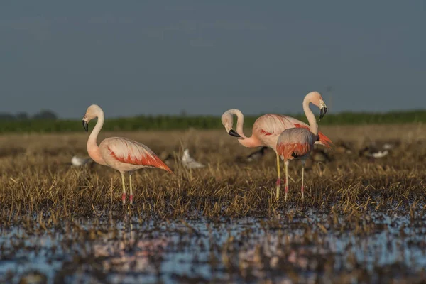 Flamants Roses Patagonie Argentine — Photo