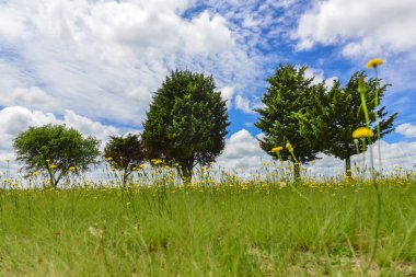 Çiçekli manzara, La Pampa, Argentina