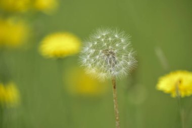 Karahindiba tohumlar, kır çiçeği, Patagonya