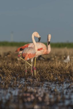 Flamingolar marsh, Patagonya Arjantin üzerinde