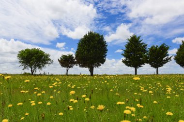 Çiçekli manzara, La Pampa, Argentina
