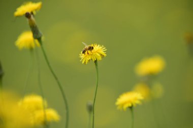 Vahşi bir çiçek, Patagonya arıya