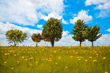 Çiçekli manzara, La Pampa, Argentina