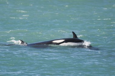 Orca Aile, Patagonya Arjantin