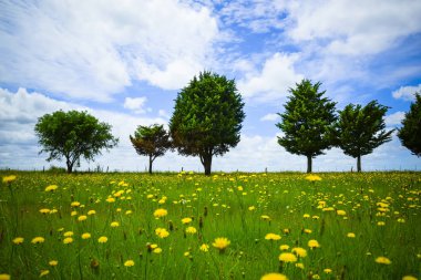 Çiçekli manzara, La Pampa, Argentina