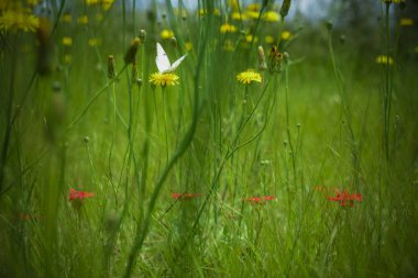kır çiçekleri Patagonia, Arjantin için