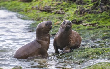 Deniz aslanları, Patagonya Arjantin 