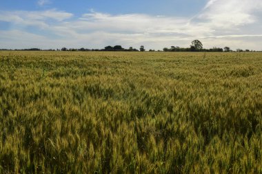 La Pampa, Argentina ekilen buğday sivri, Mısır gevreği