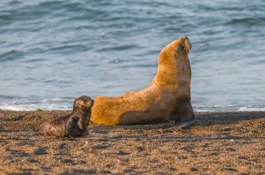 Mother and baby sea lion, Patagonia clipart