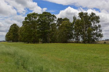 Vahşi çiçekler ve ağaçlar, Patagonya